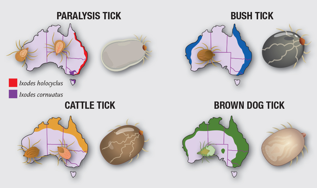 Ticks in Australia and where they are found