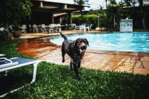 A dog enjoying a swim and staying safe around water