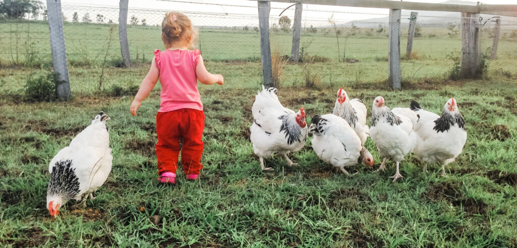 young child with her pet chickens