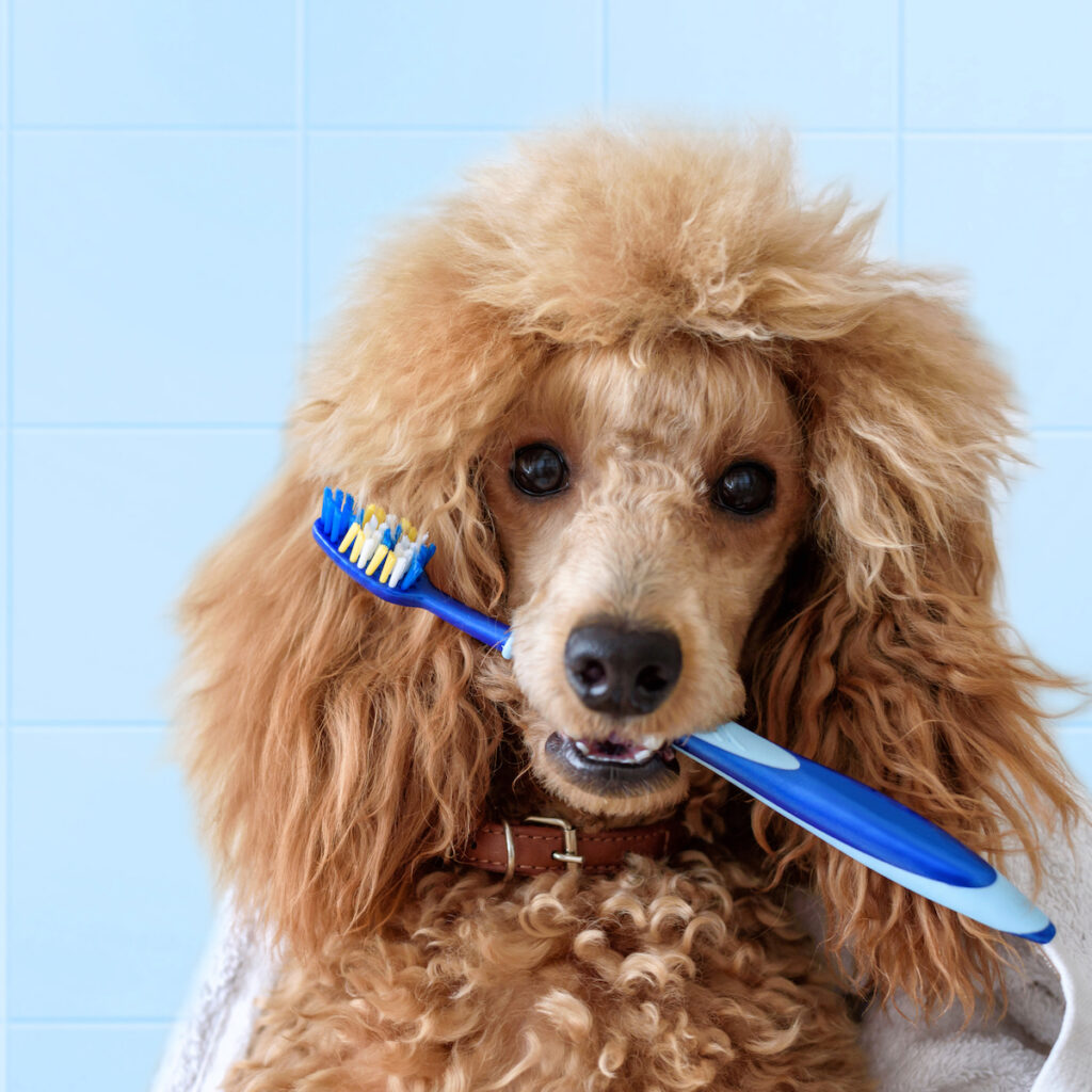 Brushing a dogs teeth