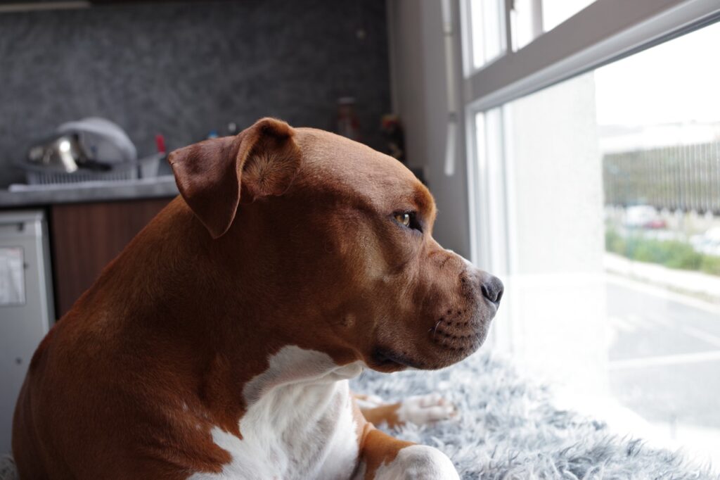 A sad dog waiting for his owners to come home. 