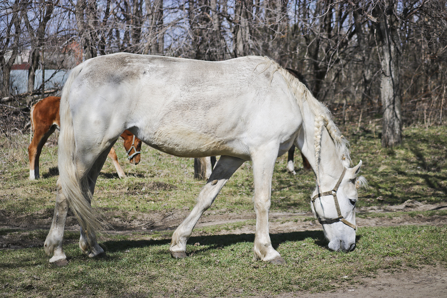 Joint supplements for horses can be very beneficial to your horses comfort and performance