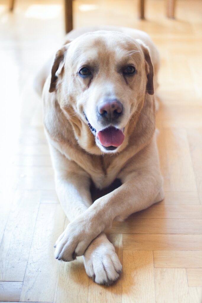 Pain related to joint conditions and arthritis in dogs can be managed.  
