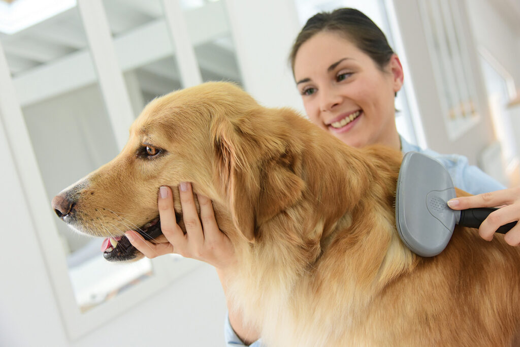 Brushing shop your dog