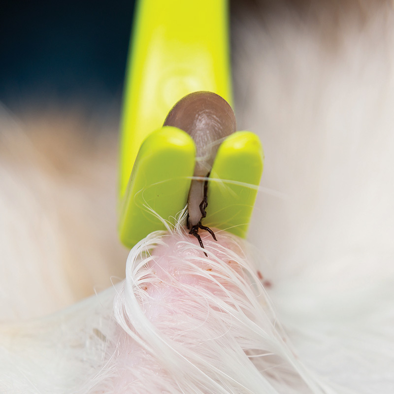 Using a tick remover is the best way to remove a tick from a dog or cat.