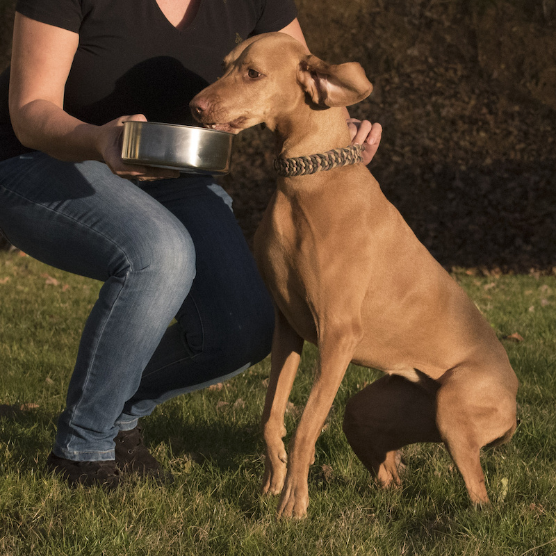 Dog lunging for their food, being aggressive and resource guarding their food. 