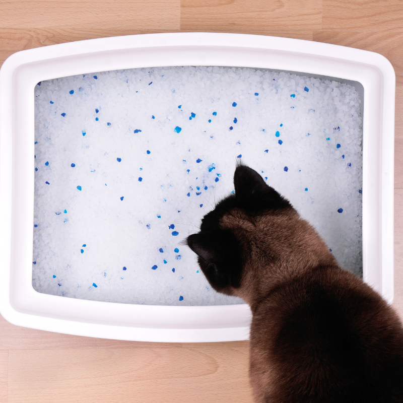 Crystal cat litter is made up of tiny silica beads