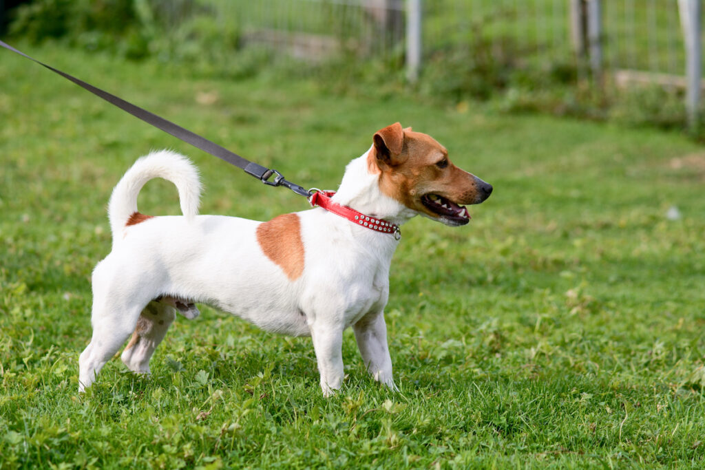 Small dog out for a walk in a collar and lead