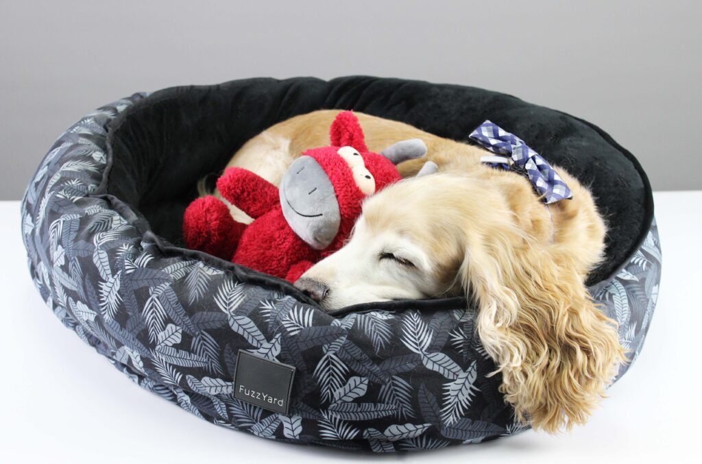 Beau the Cocker Spaniel snuggled up in a warm cosy bed.