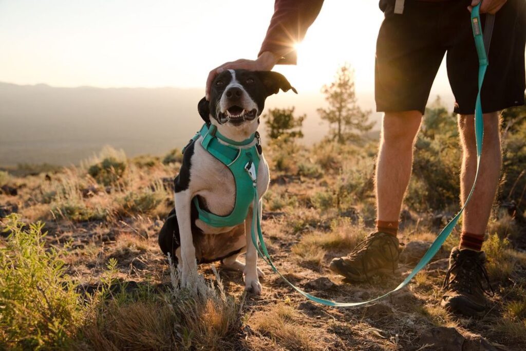 A dog out enjoying an adventure in the Ruffwear Front Range Harness