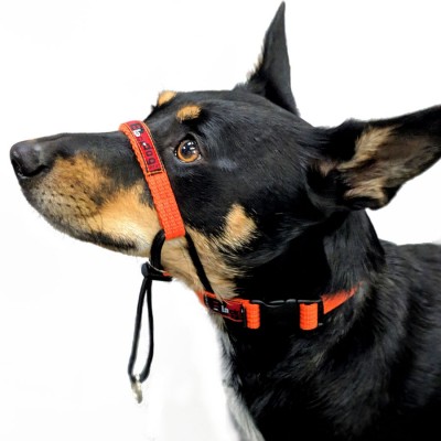 A kelpie dog wearing the Black Dog Training Halter