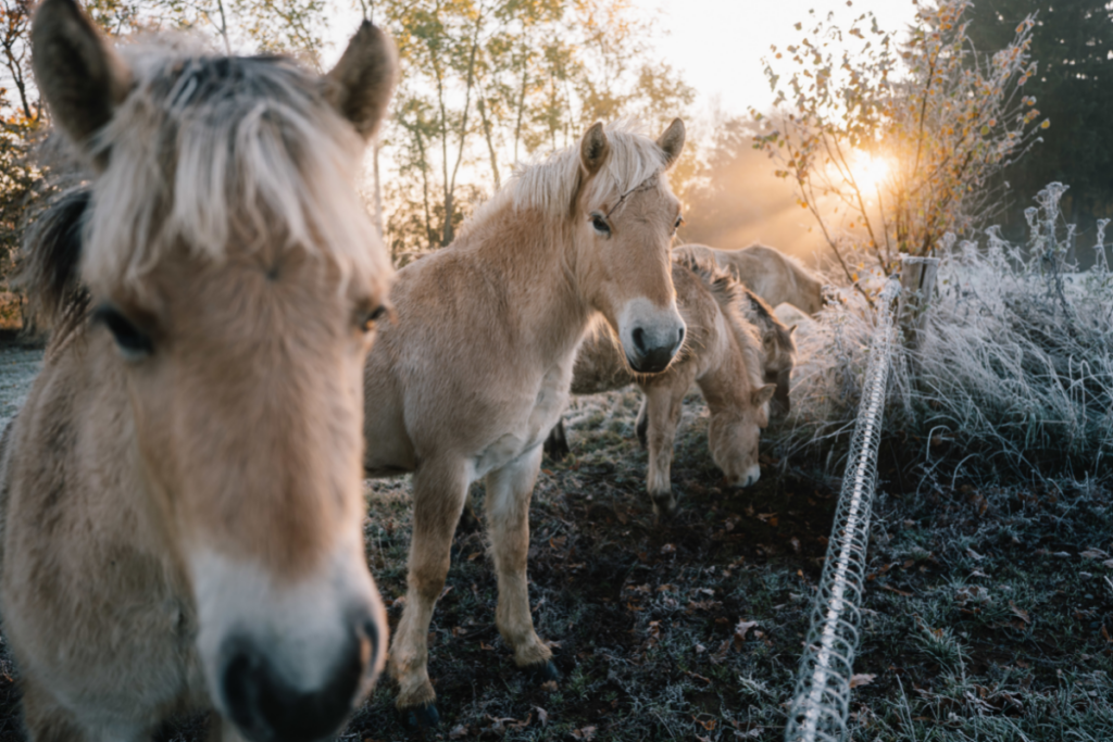 Horses out in a paddock at sunrise during winter