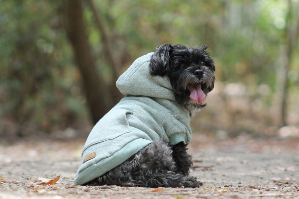 A happy dog out and about in a cosy coat to keep them warm.