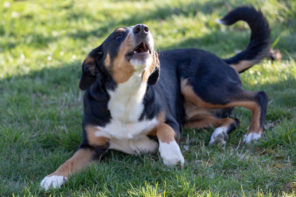 Barking dogs can be disruptive to the neighbourhood 