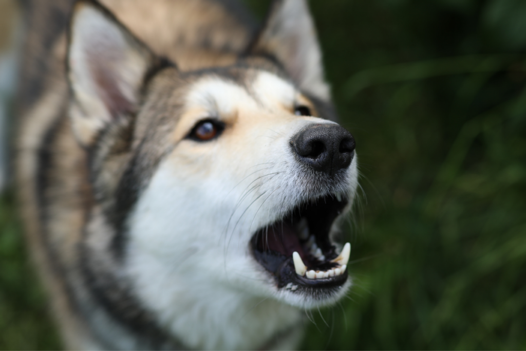 force-free-methods-for-reducing-unwanted-or-nuisance-barking-in-dogs