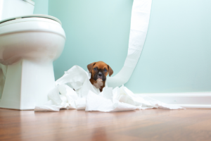 A cute puppy in toilet training