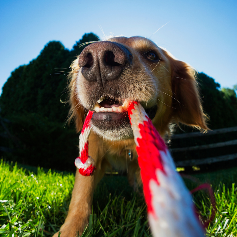 Playing tug with a dog using a rope toy.