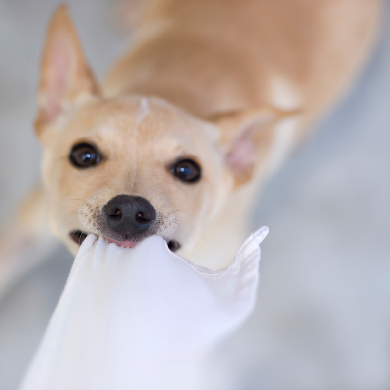 Playing tug with a soft fleece, cotton or wool toy is gentler on their teeth. 