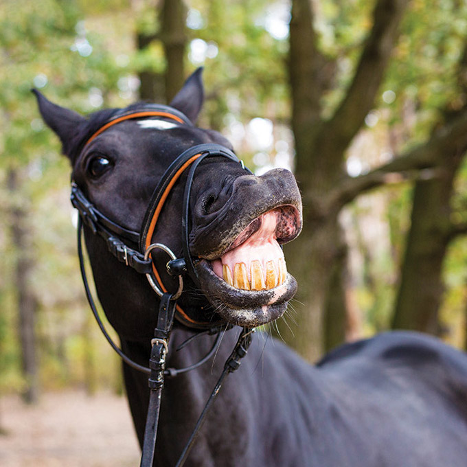 A horse doing the flehmen behaviour with lip turned up and showing teeth.