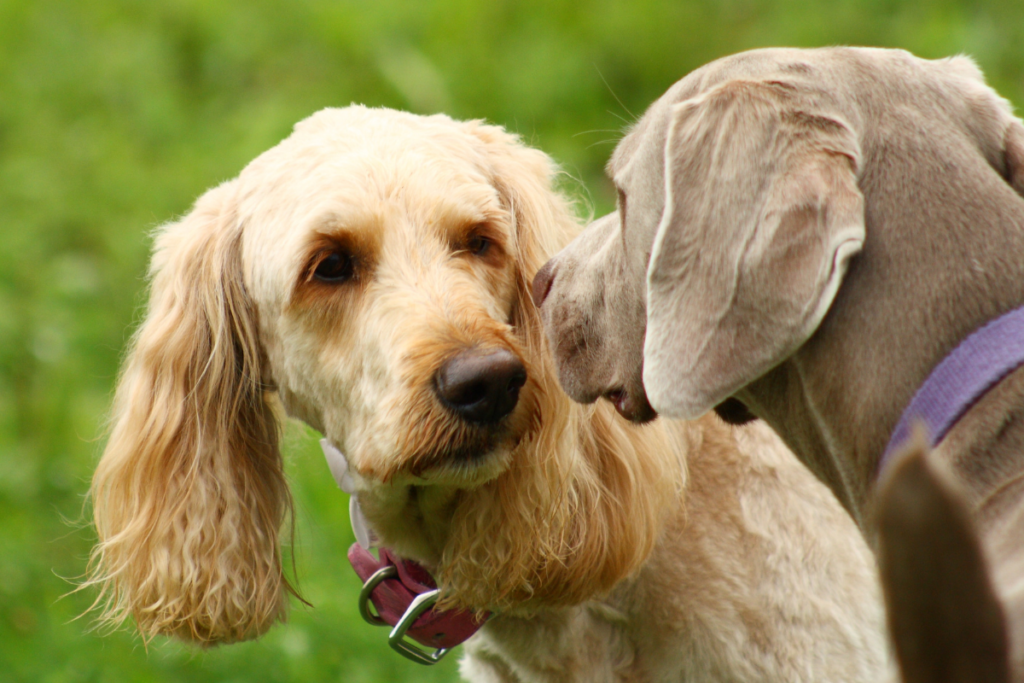 Dogs meeting for the first time can be stressful