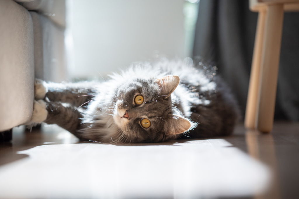 Cat scratching on furniture