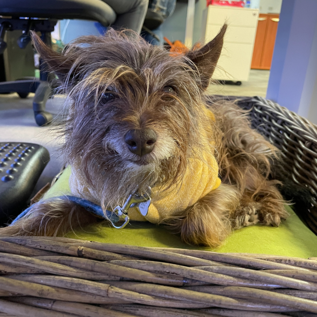 Snickers working hard in the vet-n-pet DIRECT office