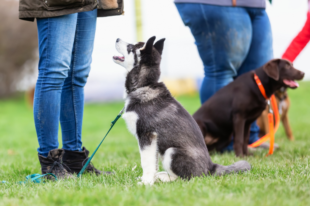 Puppy class is an important part of puppy socialisation. 