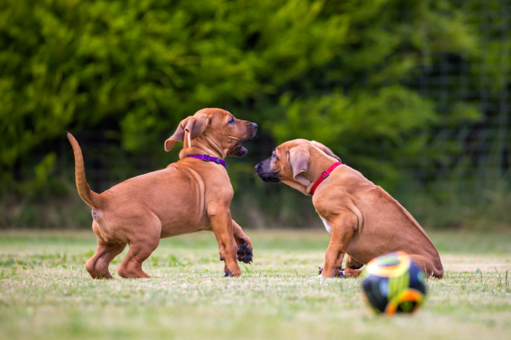 Two puppies playing together. Socialising with other dogs is important for puppies. 