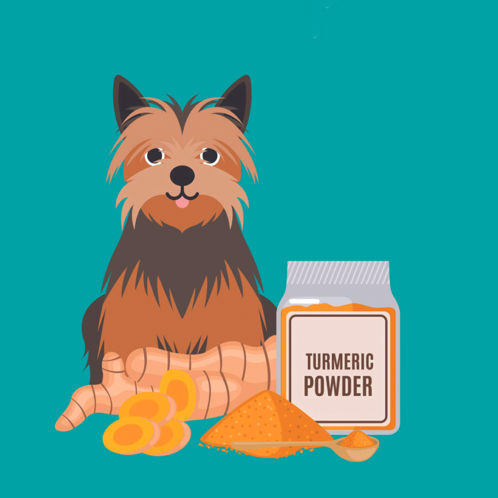 Turmeric can have benefits for dogs