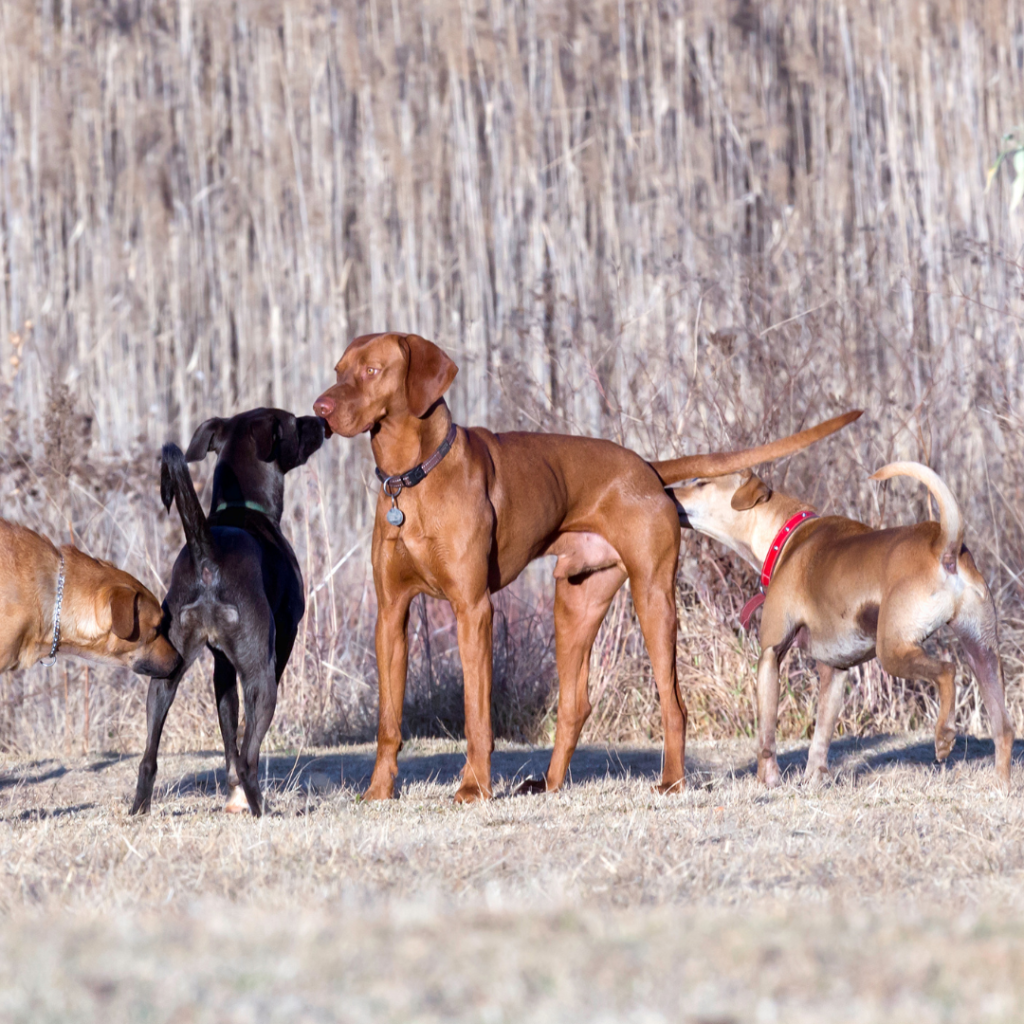 Older dogs sniffing and getting to know each other.