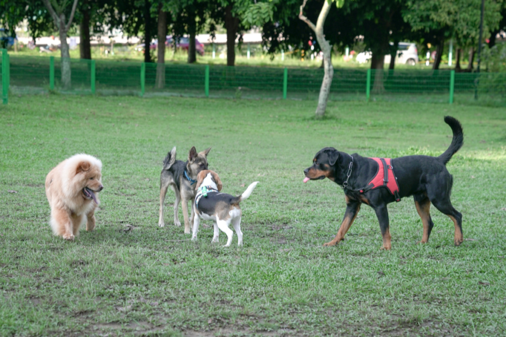 Dogs having fun at the dog park