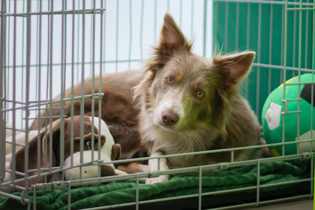A dog in a crate feeling safe in their own space