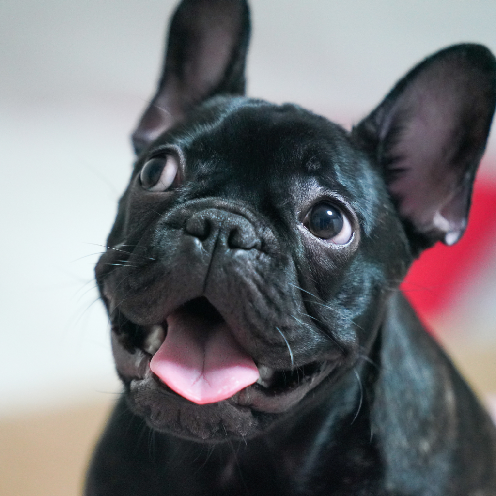 French Bulldogs are cute but their short nose faces can cause health issues
