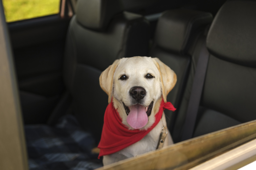 A dog travelling safely in a car