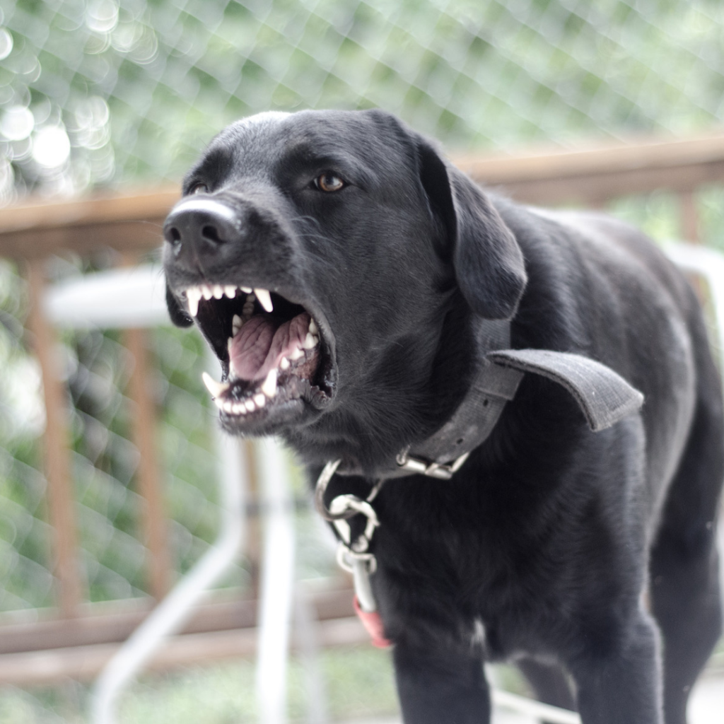 A dog barking at strangers coming into their house.