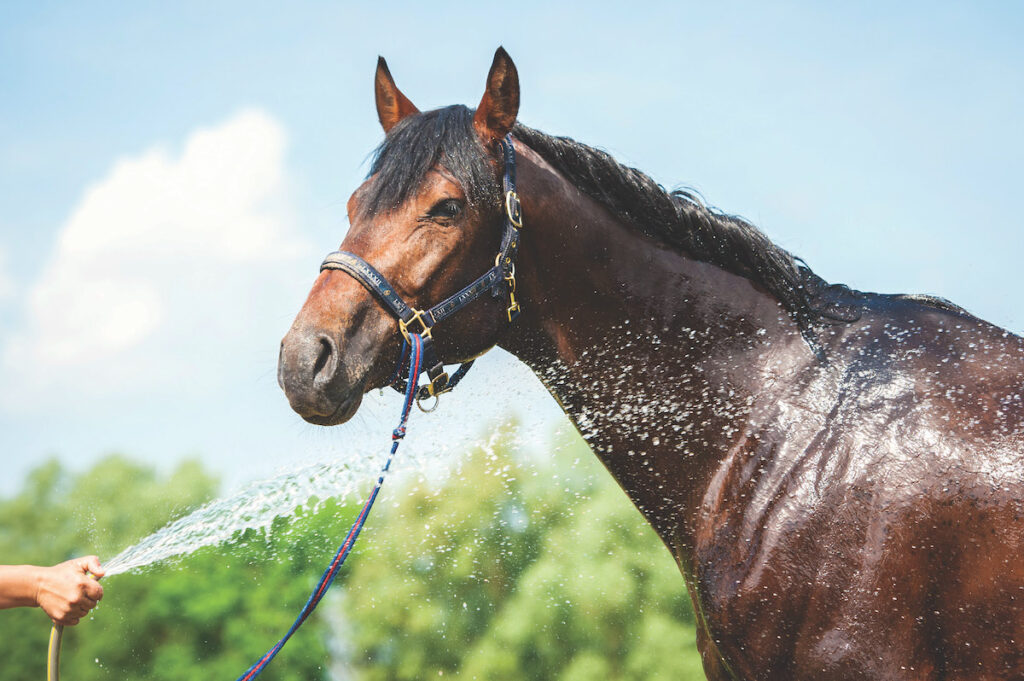 A hot horse getting a hose down