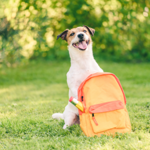 A dog ready to go back to school