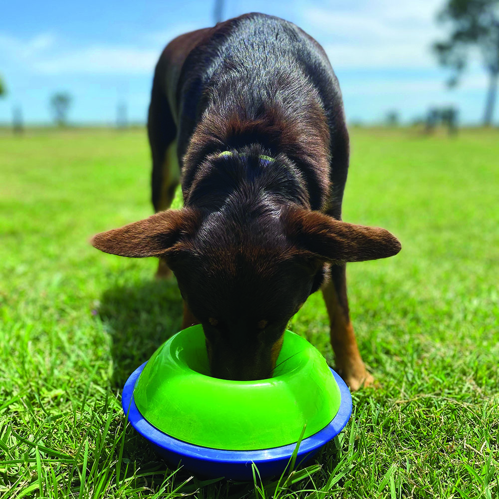 Ruby the Kelpie using her Kong Tiltz Slow Feeder bowl 