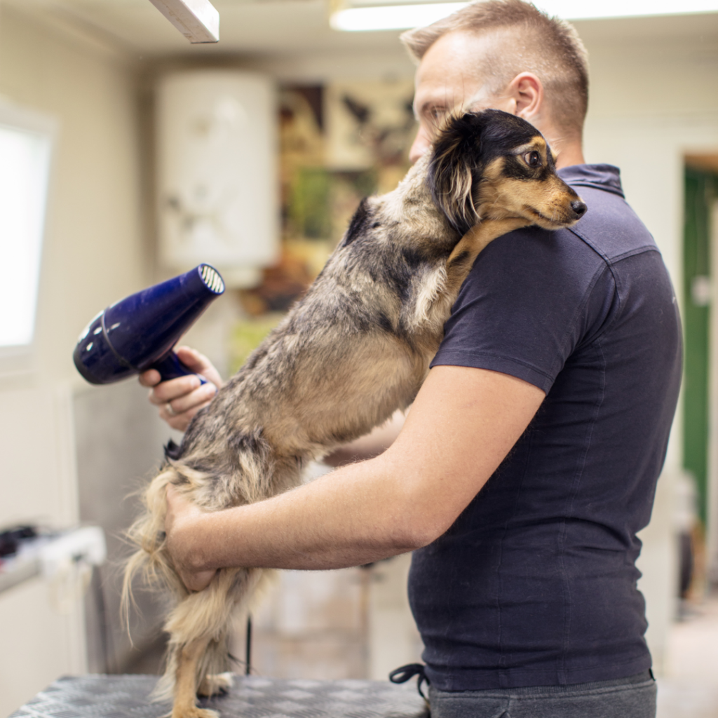 dog being groomed and scared 