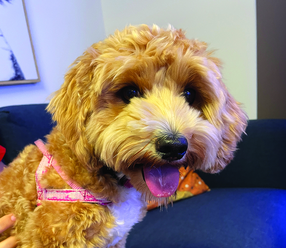 Adorable happy Cavoodle dog