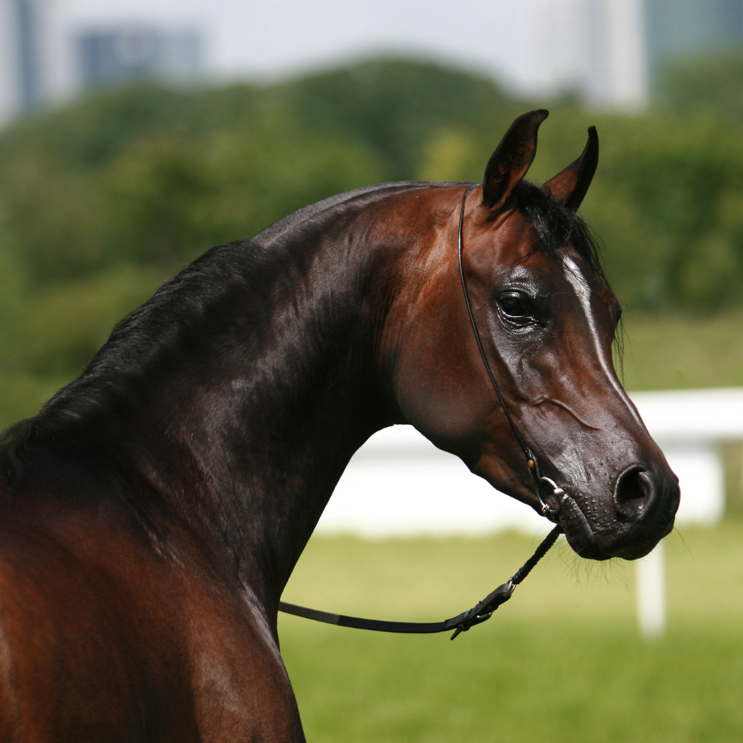 A beautiful Arabian Horse 