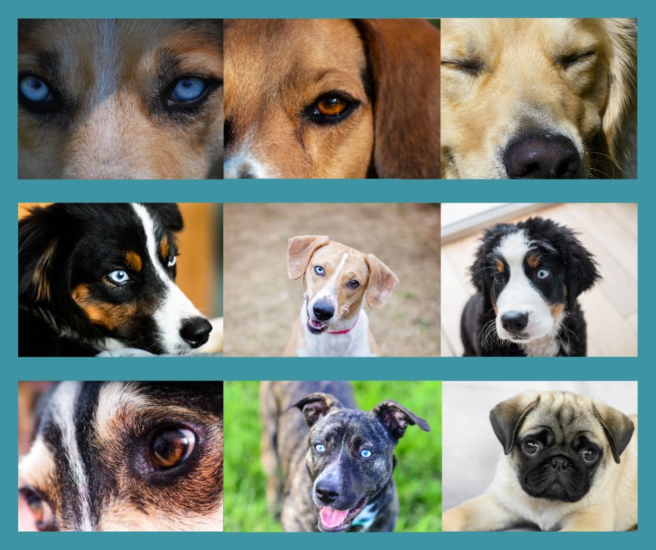 The different types of dogs eyes