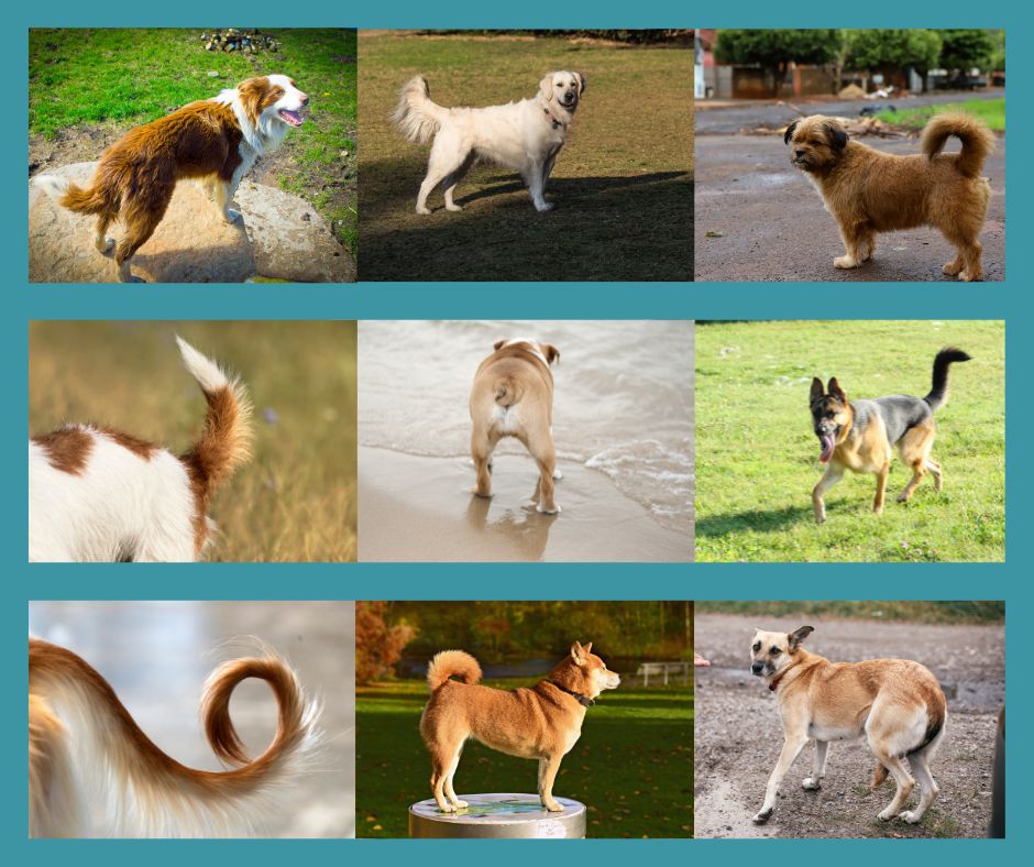 Different tail positions on dogs