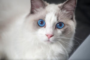 Ragdoll cat with beautiful blue eyes.