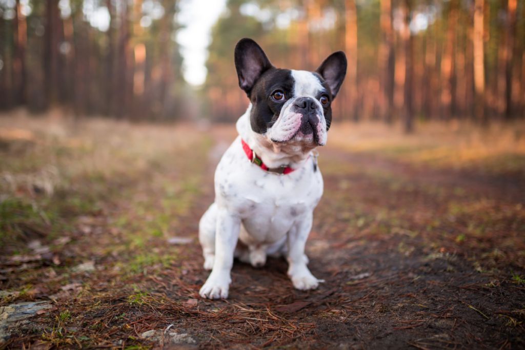 A French Bulldog enjoying the outdoors.