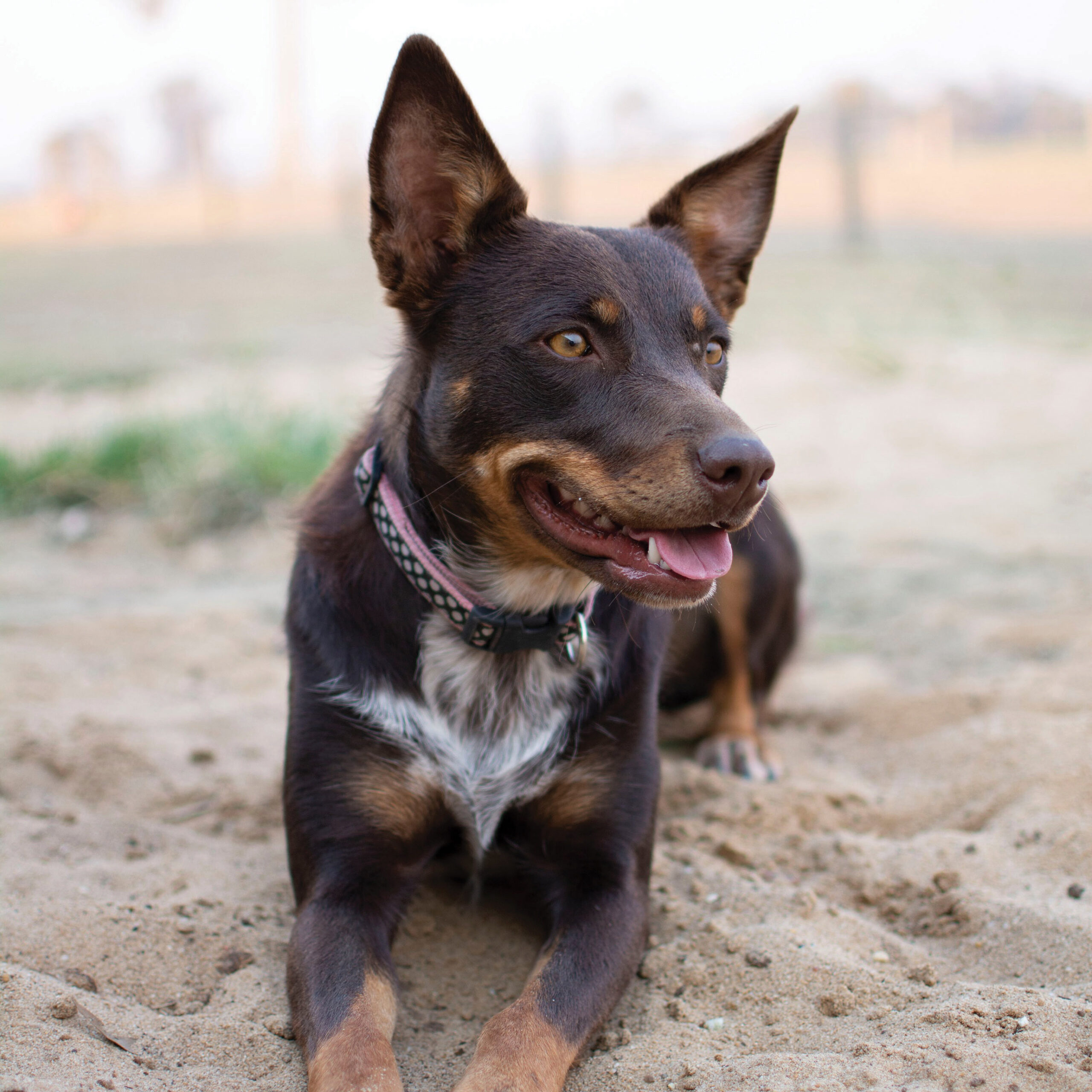 Breed Breakdown - Australian Kelpie | vet-n-pet Help