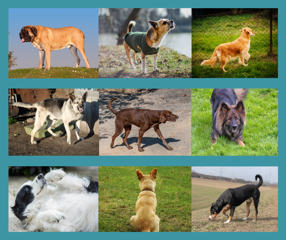 Different body positions of dogs