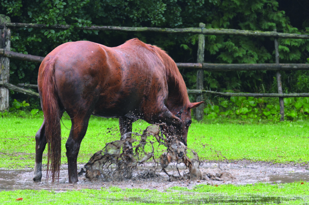 A horse playing in the mud