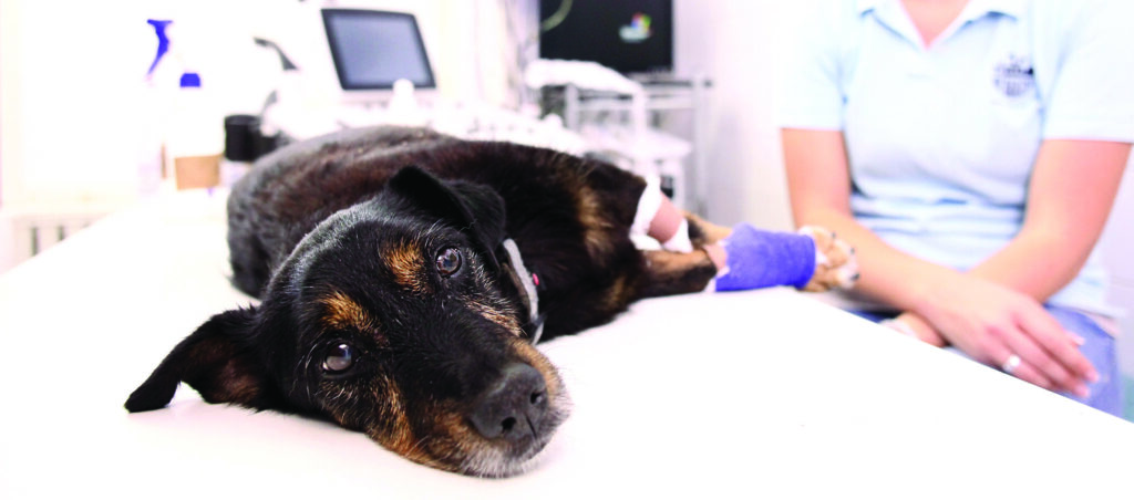 Sick dog being treated at the vet